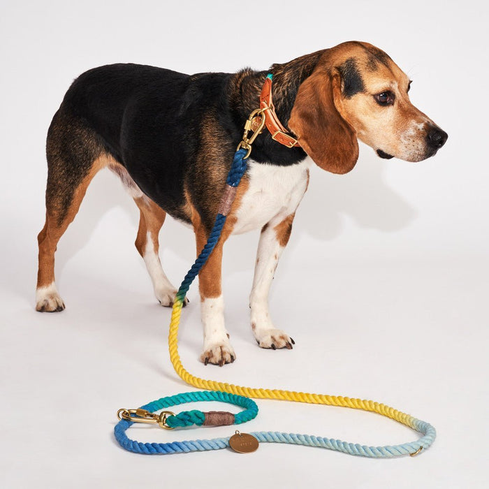 Azure Cotton Rope Cat & Dog CollarDog CollarsFound My AnimalXS