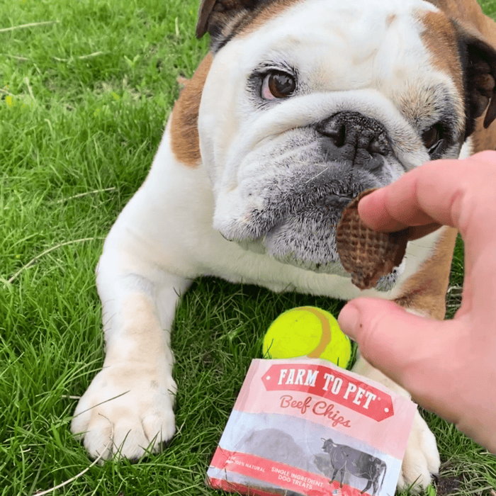 Beef Chips Snack Pack Bundles | Dog Treats for Training & TravelDog TreatsFound My Animal6 Pack