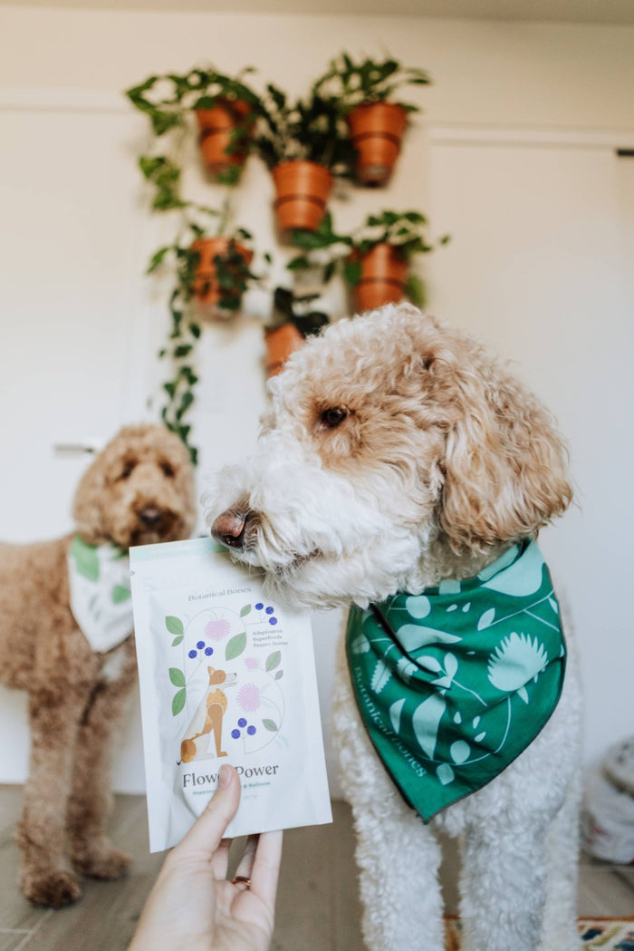 Botanical Bones - Flower Power Cookies - All Natural, Organic Dog TreatsDog TreatsFound My Animal