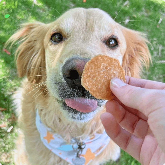 Chicken Chips for Dogs | All-Natural Single-Ingredient Dog TreatsDog TreatsFound My AnimalStandard 4oz