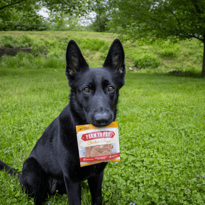 Chicken Chips Snack Pack Bundles | Dog Party Favors & Training TreatsDog TreatsFound My Animal6 Pack