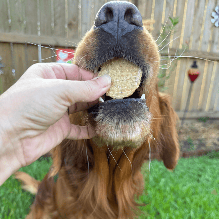 Fish Chips Snack Pack Bundles | Dog Treats for Training & TravelDog TreatsFound My Animal6 Pack
