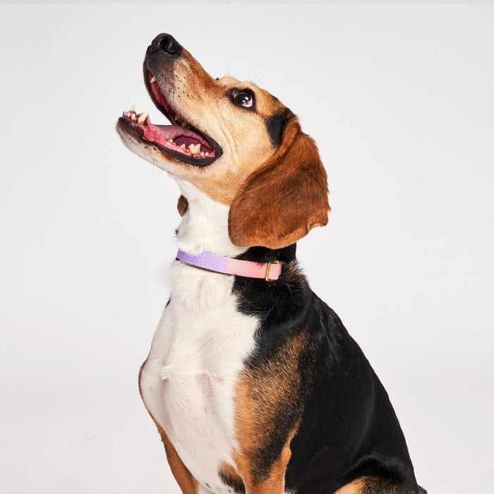 Found My Animal Jolie Flat Web Dog CollarDog CollarsFound My AnimalXS