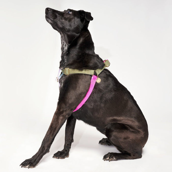 Found My Animal Jolie Webbing Cotton Dog & Cat Harness – Adjustable, Durable & StylishDog & Cat HarnessesFound My AnimalXS