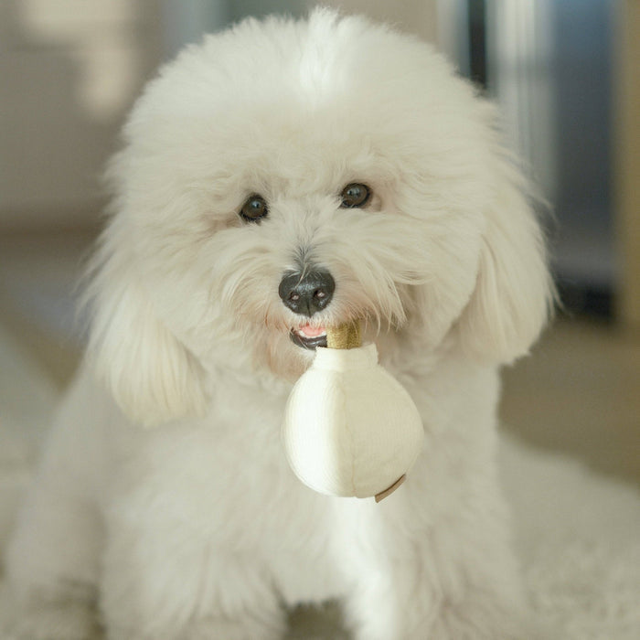 GARLIC POP//ENRICHMENT DOG TOYToysFound My Animal
