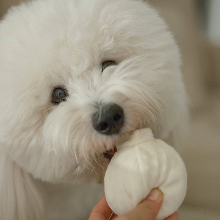 GARLIC POP//ENRICHMENT DOG TOYToysFound My Animal