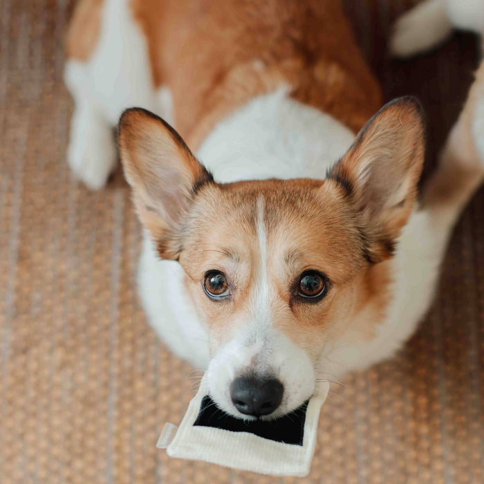 INSTANT CAMERA // ENRICHMENT DOG TOY // SNUFFLE TOYToysFound My Animal