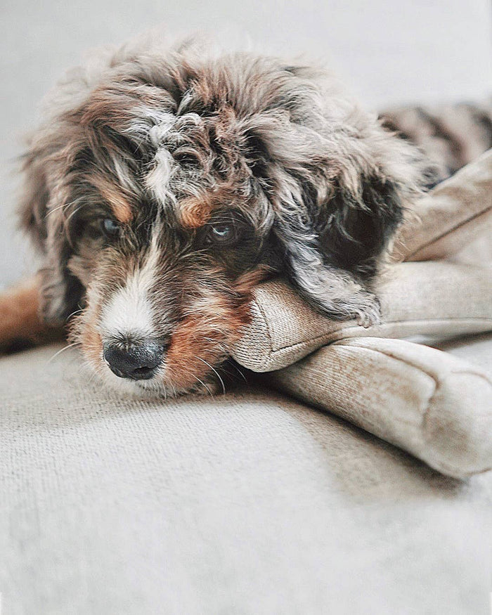 NOU // Gray // Crinkle clusters // ENRICHMENT DOG TOYToysFound My Animal