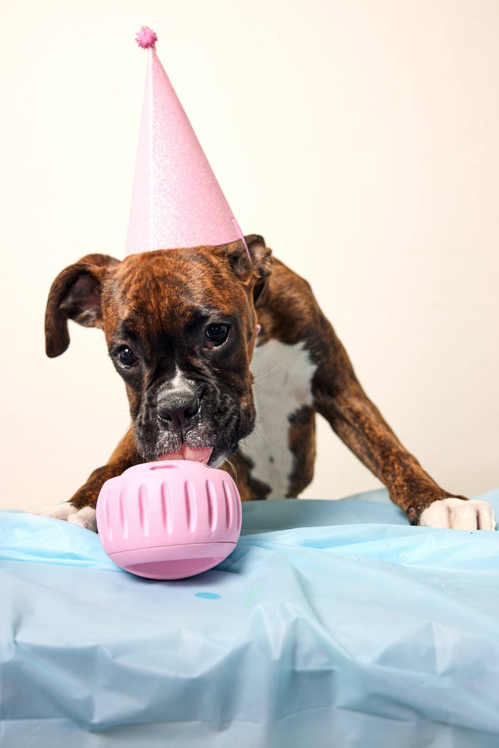 Party PupsicleDog TreatsFound My AnimalLarge