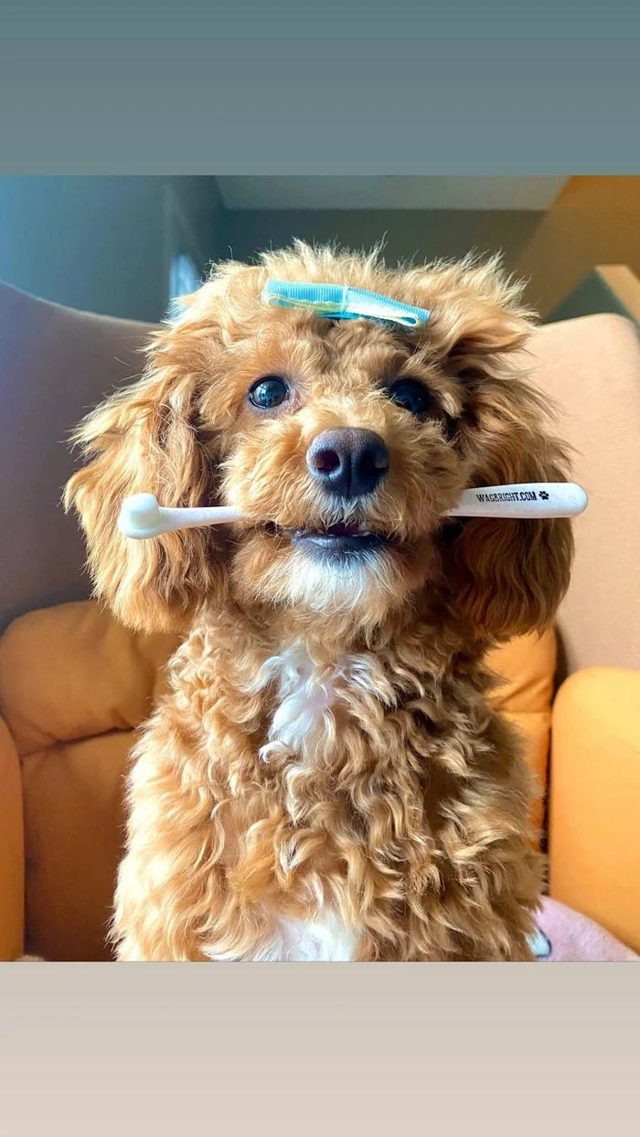 Puppy Polisher Pearl Eco Toothbrush - (Extra Small)WellnessFound My Animal