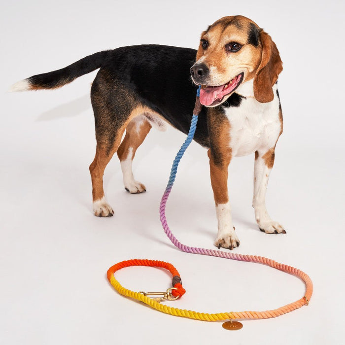 Soleil Cotton Rope Dog Leash by Found My Animal | Adjustable & HandcraftedShop LeashesFound My AnimalS
