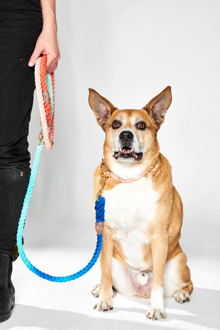 Sweet Pea Ombre Cotton Rope Dog Leash, Adjustable | Found My AnimalShop LeashesFound My AnimalS