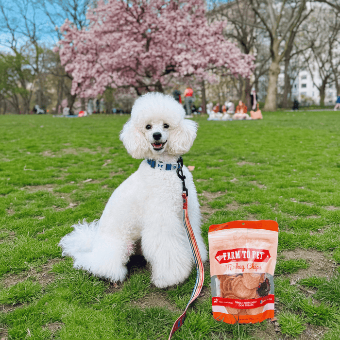Turkey Chips for Dogs | All-Natural Single-Ingredient Healthy Dog TreatsDog TreatsFound My AnimalStandard 4oz