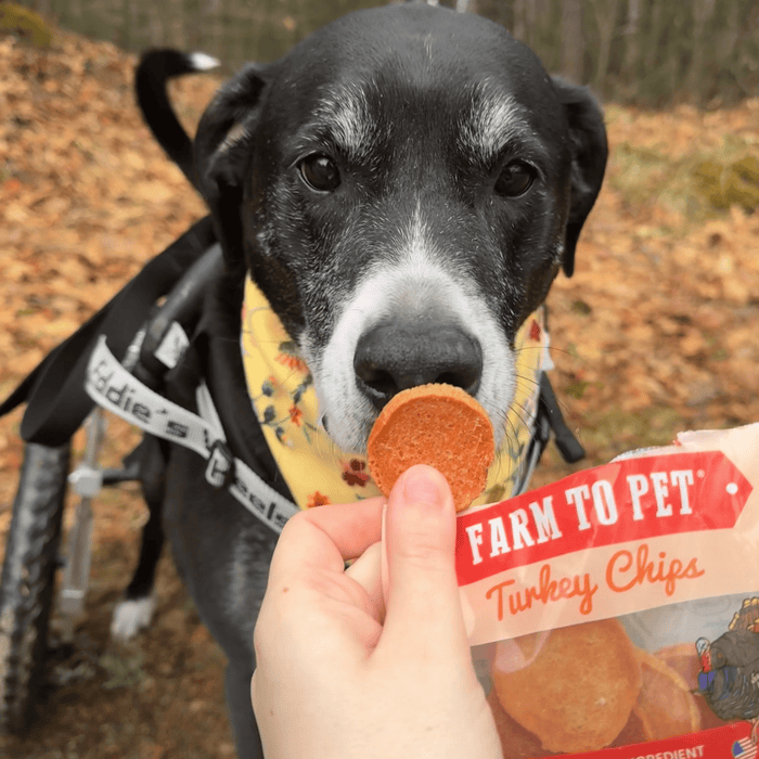 Turkey Chips Snack Pack Bundles | Low Allergen Treats for TrainingDog TreatsFound My Animal6 Pack