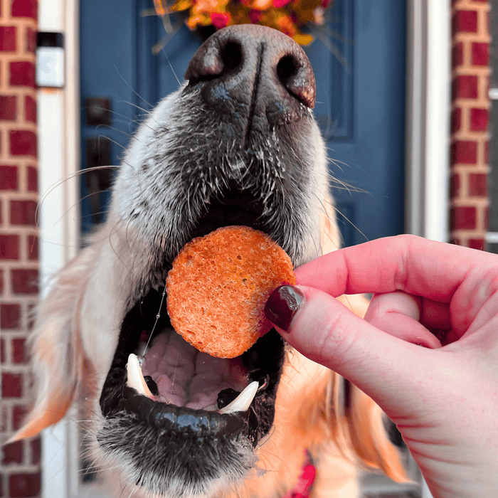 Turkey Feast ChipsDog TreatsFound My Animal